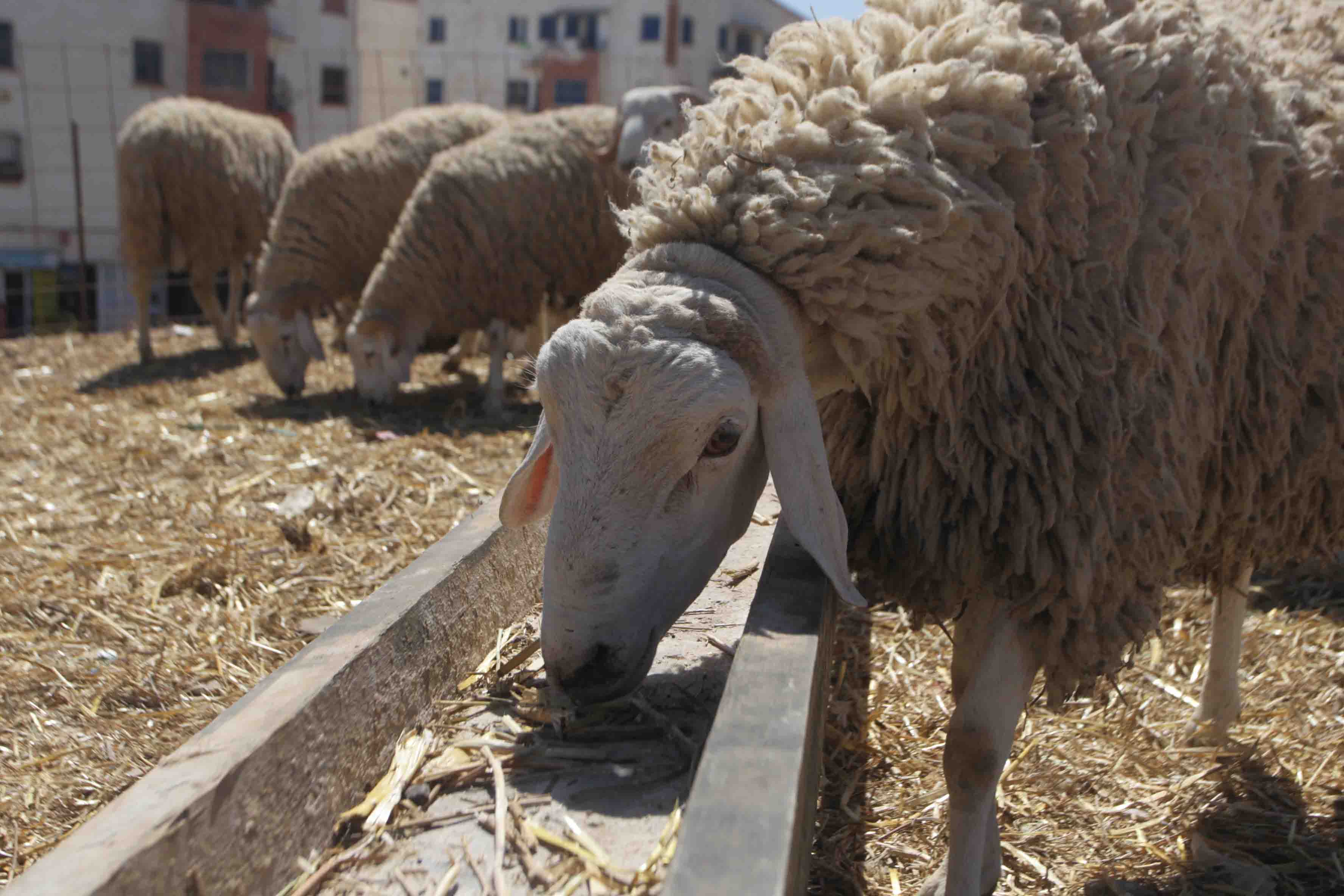 الجلفة: غلق الأسواق الأسبوعية للمواشي بــ 10 بلديات