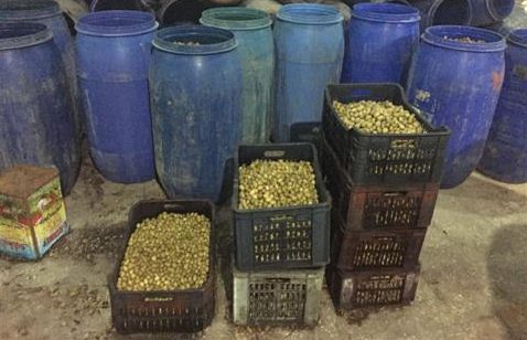 غليزان: حجز كمية من مادة الزيتون غير صالحة للاستهلاك