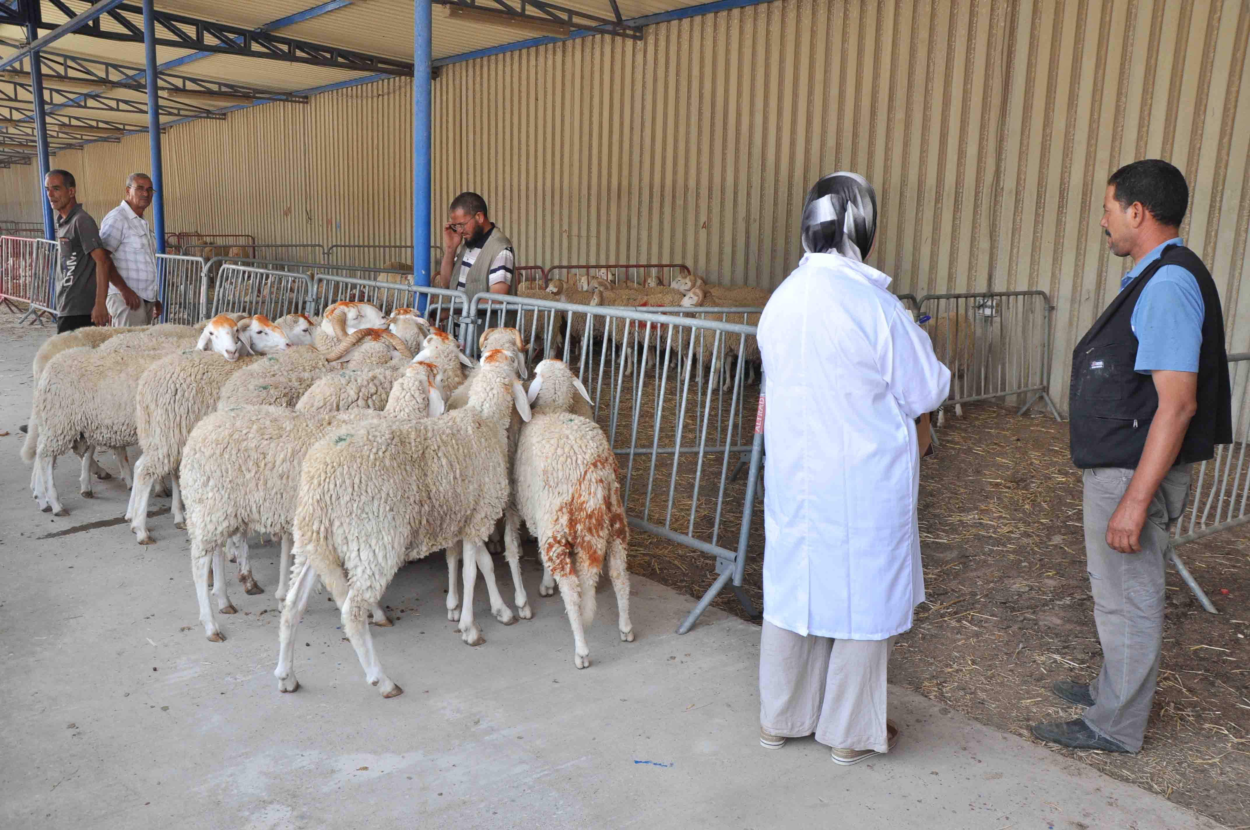 إقبال ضعيف على شراء الأضاحي في عز وباء كورونا
