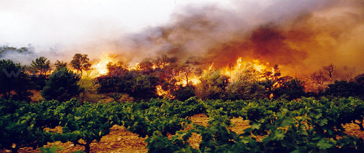 تلمسان: الحرائق تتلف أزيد من 114 هكتار شهر أوت