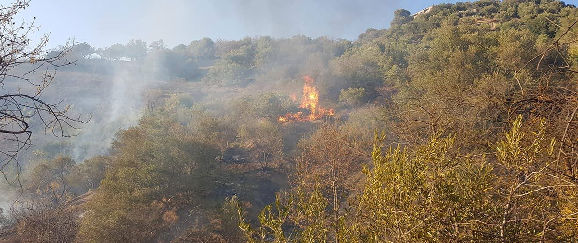 حريق يتلف 1050 شجرة مثمرة بالمدية