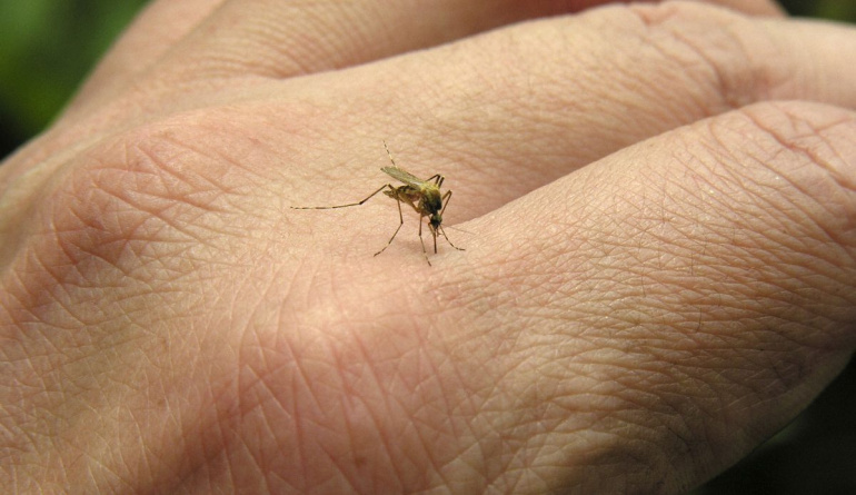 أهم المناطق التي سجلت حالات الملاريا بالجزائر