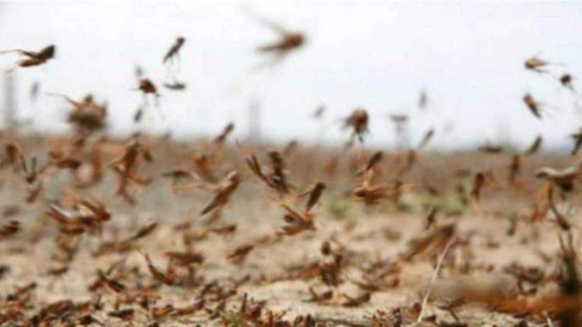 وزارة الفلاحة تحذر من الجراد المحلي