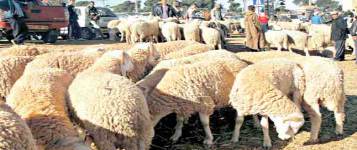 سوق أهراس: تعليق نشاط الأسواق الأسبوعية وأسواق المواشي 