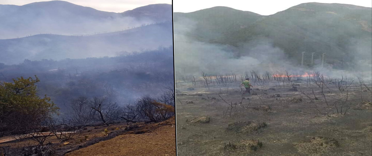 البليدة: الحرائق تتسبب في خسائر مادية معتبرة