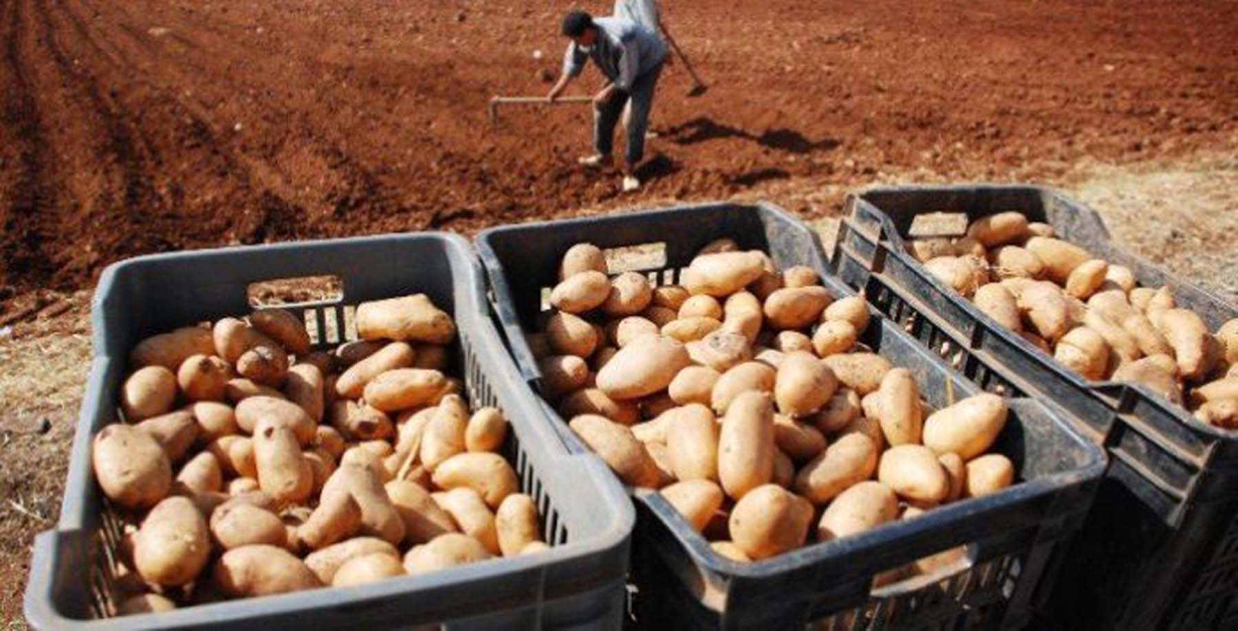 مستغانم: محصول قياسي من البطاطا الموسمية