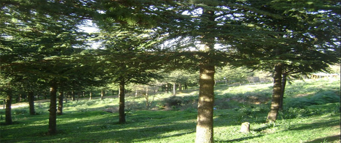 تيبازة: منع التخييم والاستجمام بالغابات