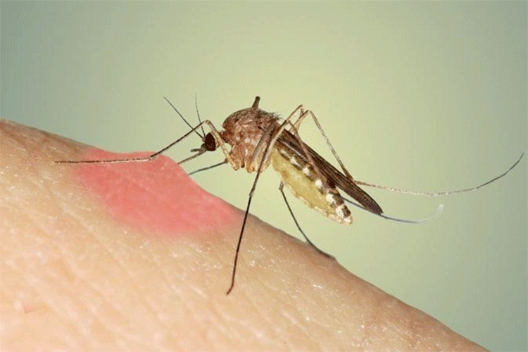 ظهور حشرة البعوض النمر بجبال جرجرة 