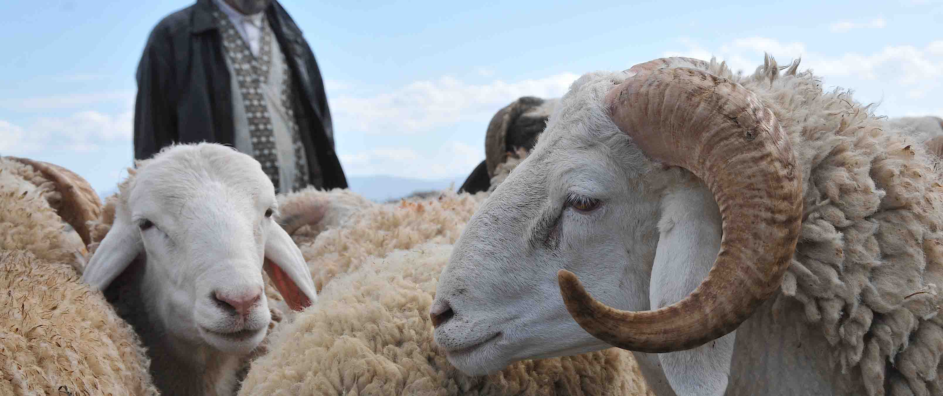 السماسرة والحجر الصحي ضاعفا أسعار الأضاحي