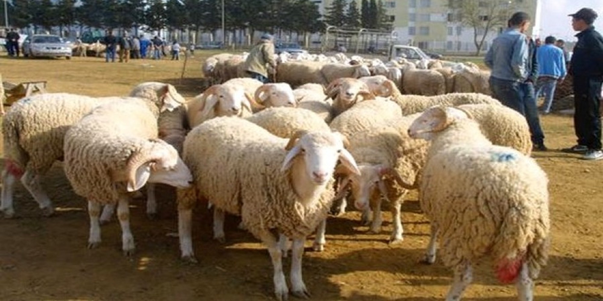 العاصمة: منع بيع المواشي بإقليم براقي