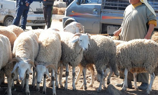 ڨالمة: غلق الأسواق الأسبوعية للمواشي