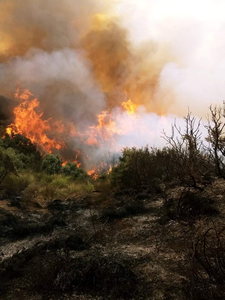 البويرة: حريق يتلف 1.2 هكتار من الغابات