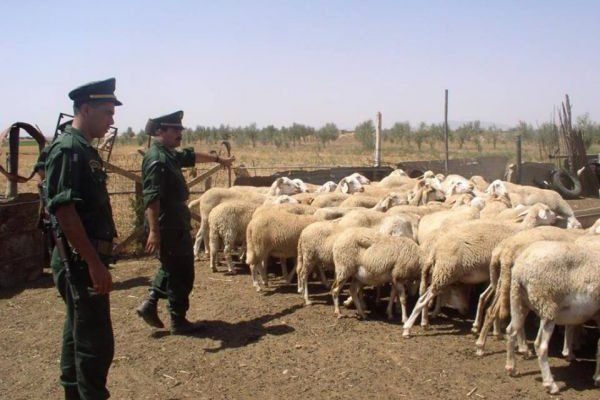 سارقو المواشي في قبضة الأمن بالجلفة