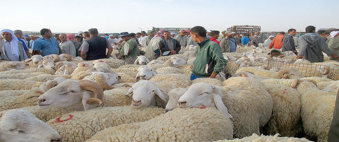 والي المدية يقرر إعادة غلق سوقين للمواشي 