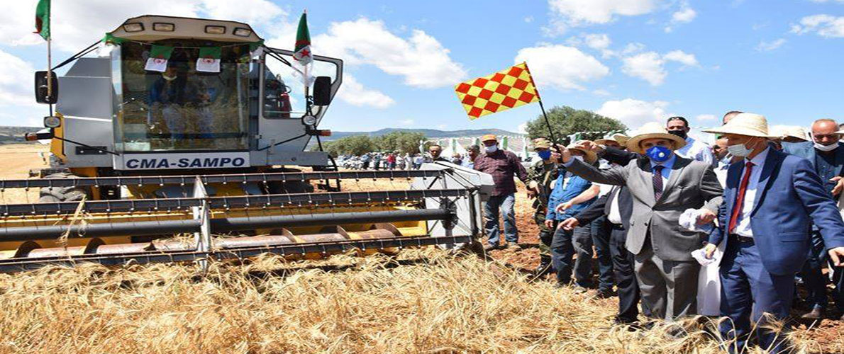 توقع إنتاج أكثر من مليونين و700ألف قنطار حبوب بڨالمة