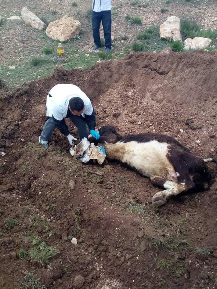 تبسة:حجز بقرة مذبوحة بطريقة غير صحية 