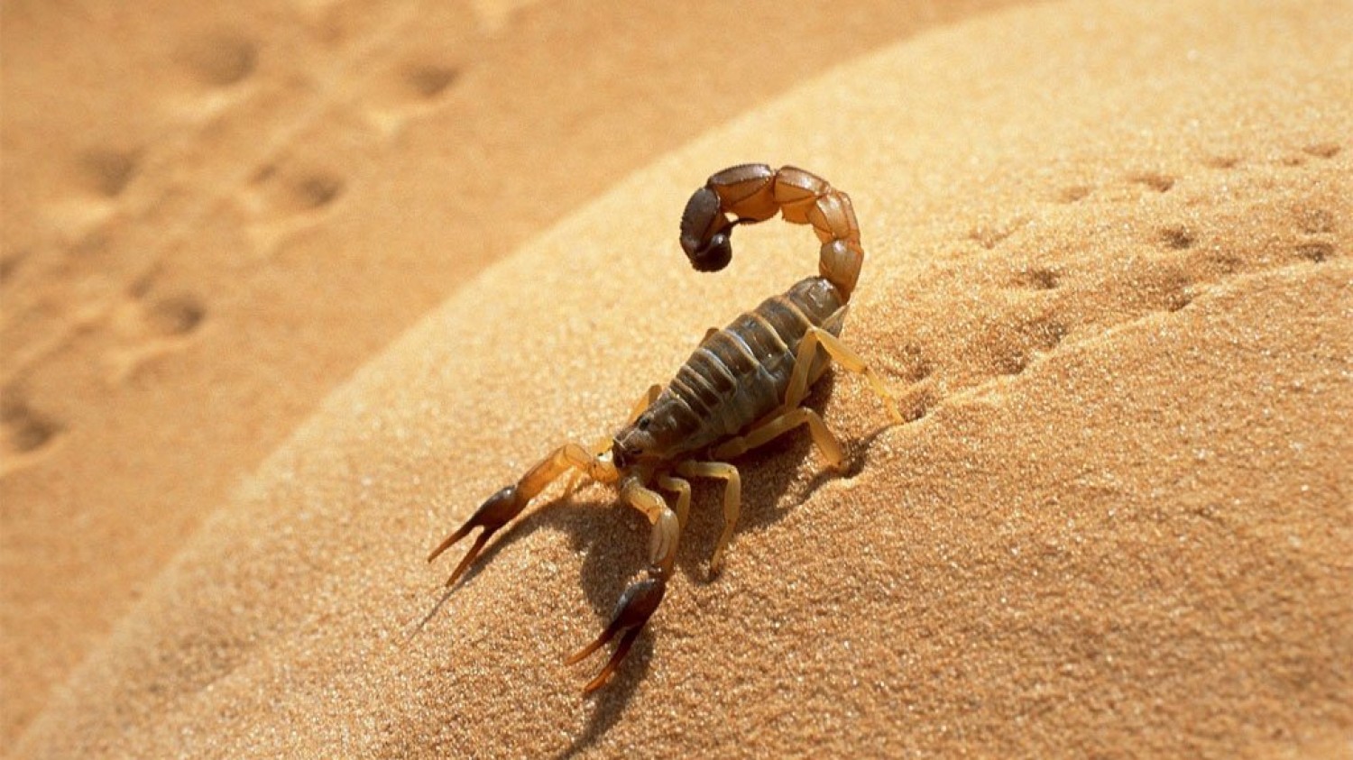 ورڨلة: تراجع في عدد الإصابات بلسعات العقارب