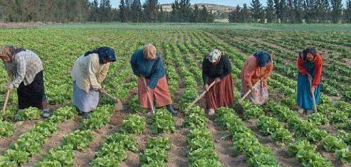60 ألف امرأة تنشط في قطاع الفلاحة