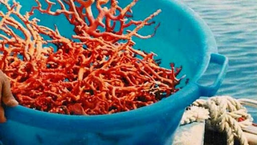  وضع شخصين تحت الرقابة القضائية في تيزي وزو