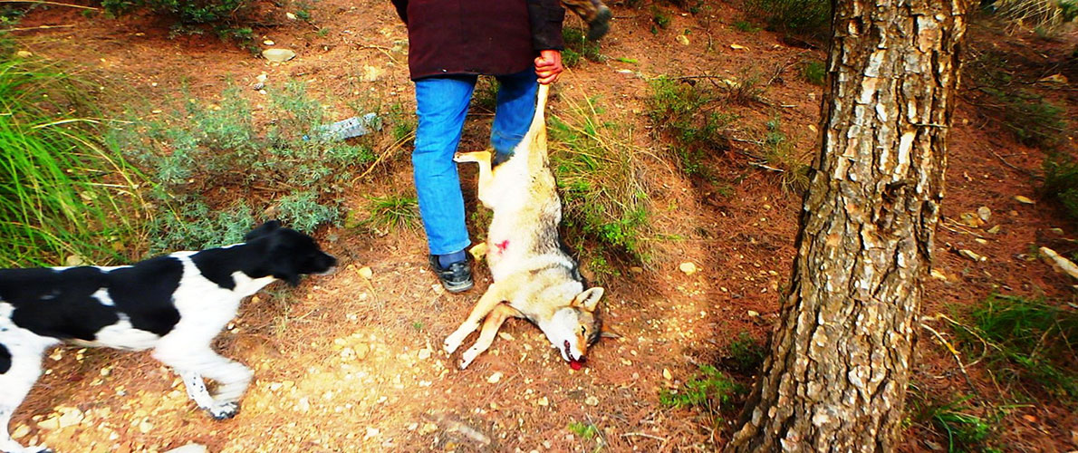 المديرية العامة للغابات تستبق و تحذر من الصيد العشوائي 