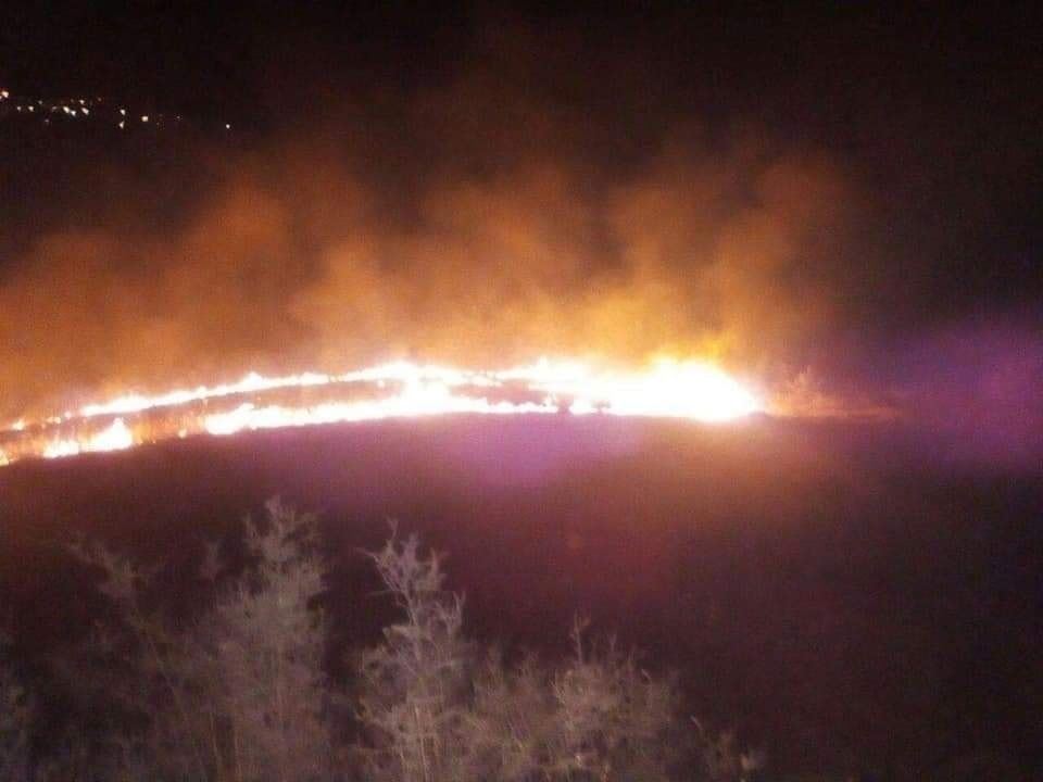 النيران تلتهم 15 هكتارا من الأشجار بالبرواقية 