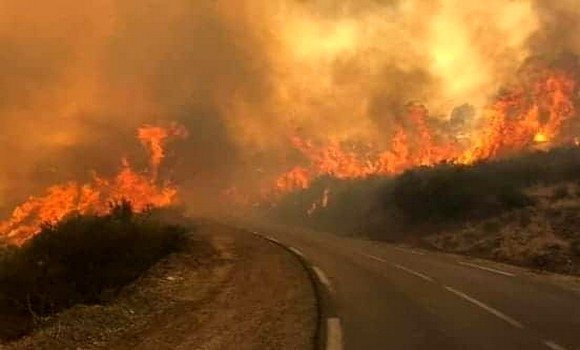 حرائق الغابات: الدرك يوقف 5 مشتبهين في تنس