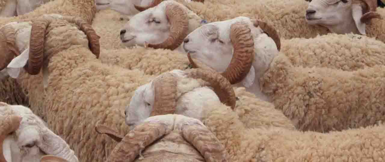 برج بوعريريج: قرار ولائي بغلق أسواق المواشي 