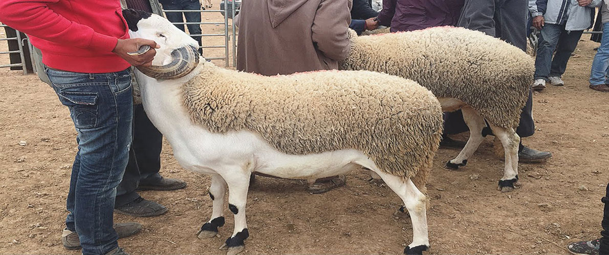 بيان وزارة الشؤون الدينية بخصوص صلاة العيد و النحر 