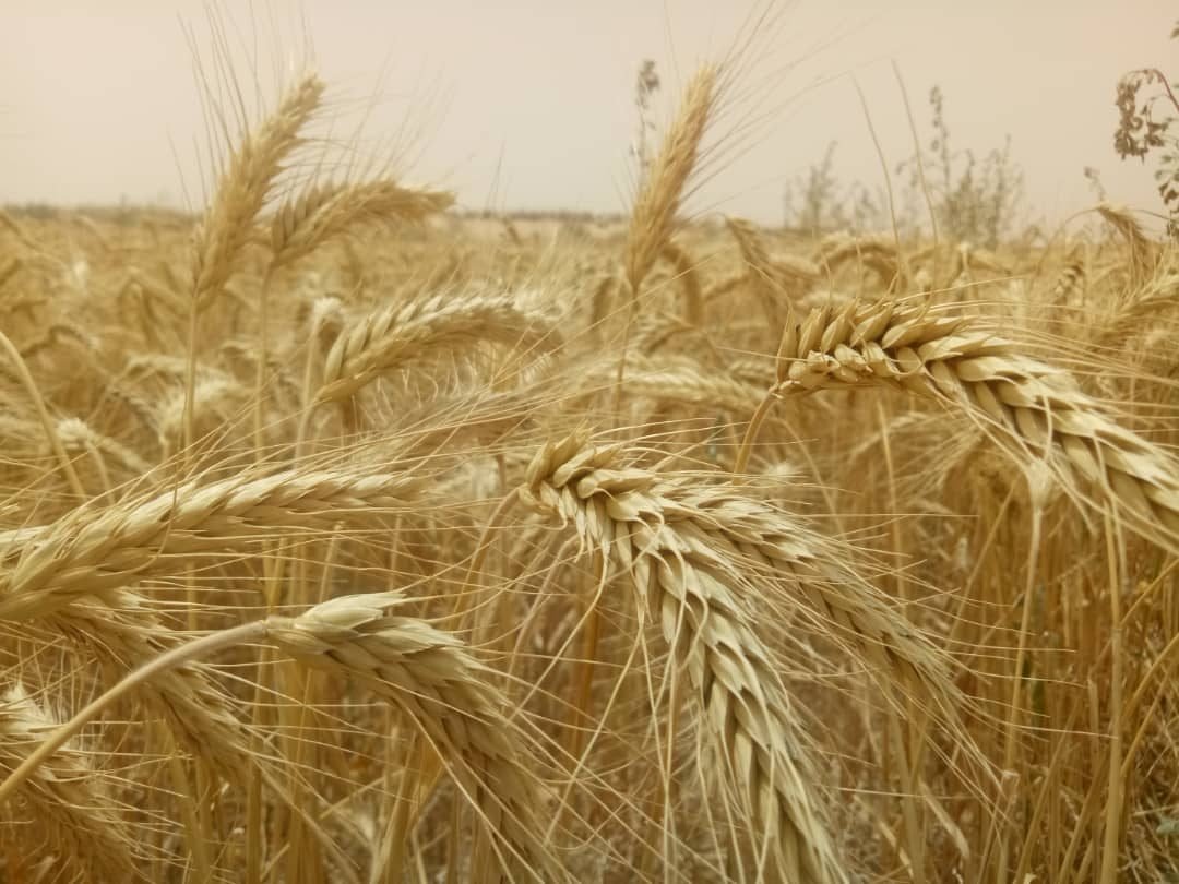 الوادي: انطلاق مشروع زراعة 