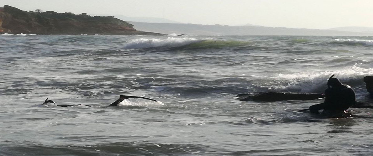 انتشال جثة شاب من البويرة بسواحل تيبازة