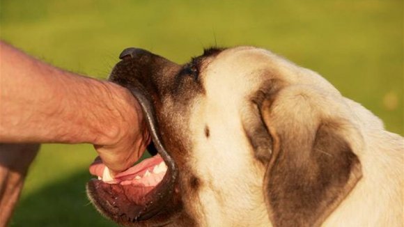 داء الكلب: تسجيل 900 حالة إصابة و 15 حالة وفاة بالجزائر