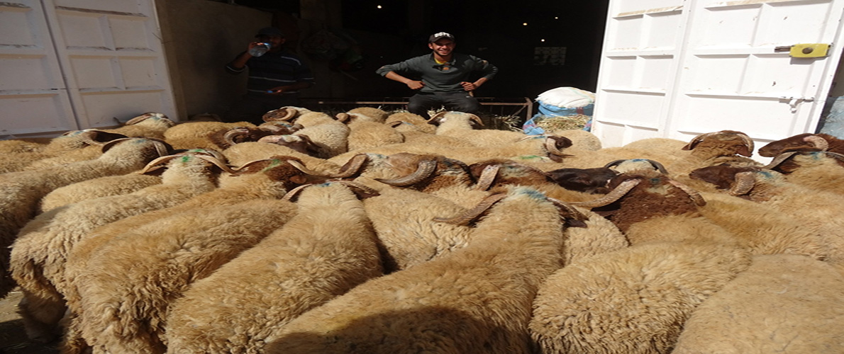 تجنيد 2000 بيطري لمراقبة بيع وذبح الأضاحي 