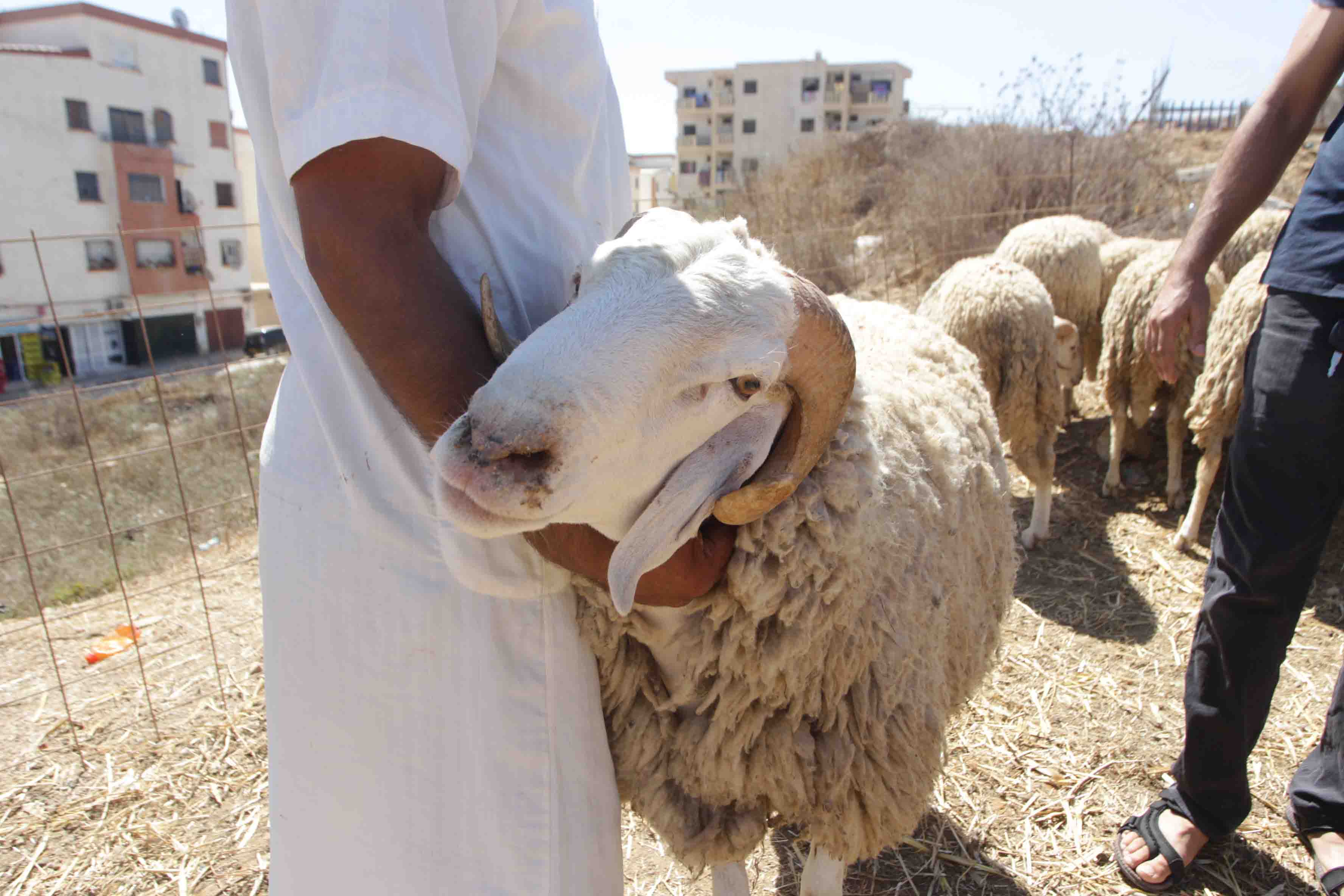 أسواق افتراضية للماشية في زمن الجائحة