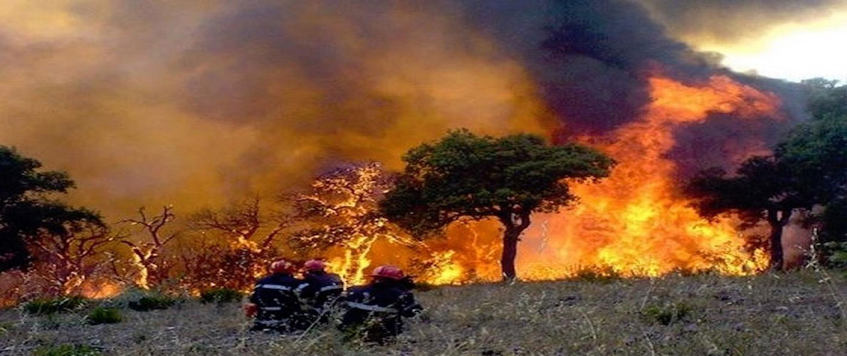 حرائق غابات الشلف: إيداع 5 أشخاص الحبس المؤقت 