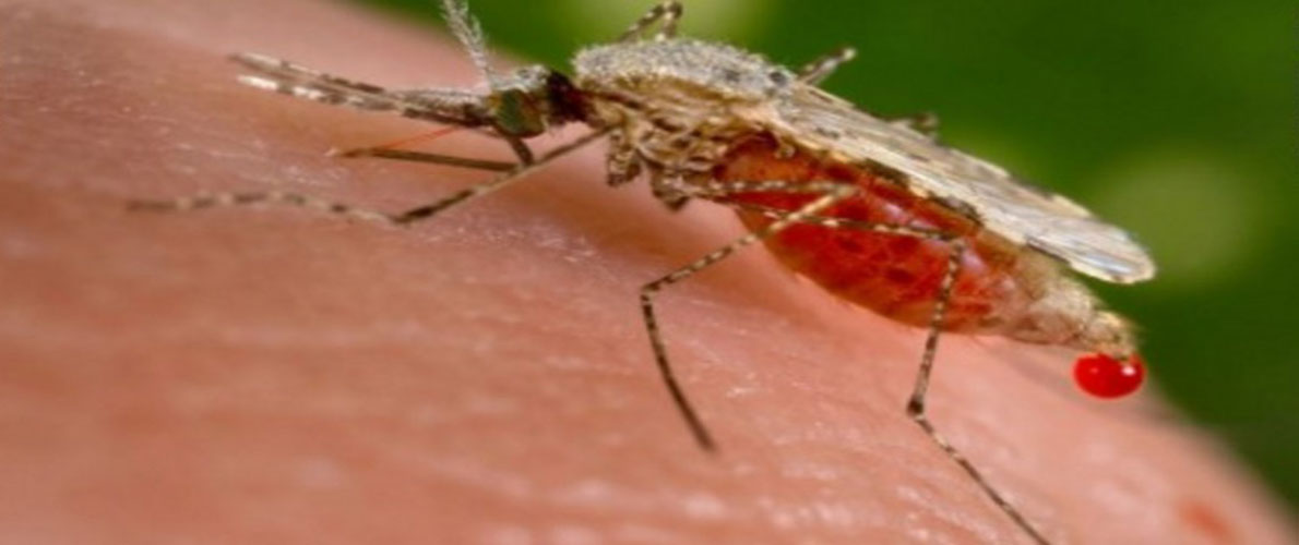 وفاة 3 اشخاص بالملاريا ببرج باجي مختار 